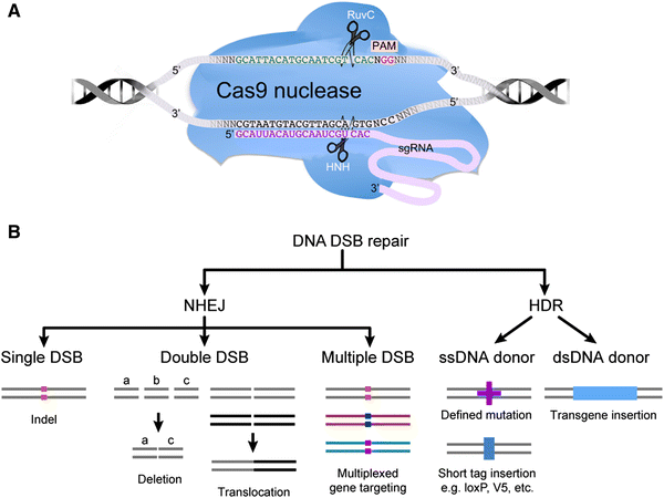 CRISPR –Cas9-mediated Genome Editing And Guide RNA Design | SpringerLink