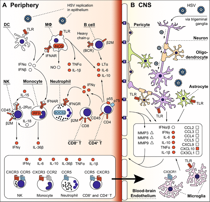 Insights into the pathogenesis of herpes simplex encephalitis from ...