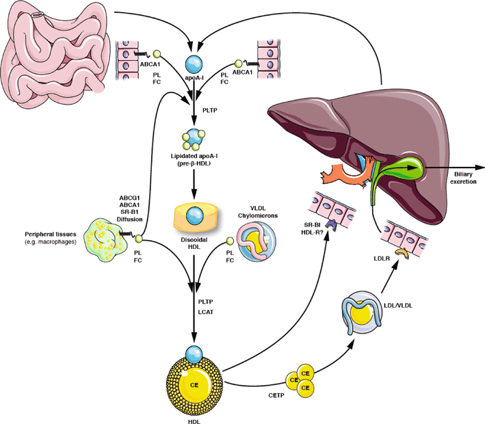 HDL cholesterol reappraisal of its clinical relevance SpringerLink