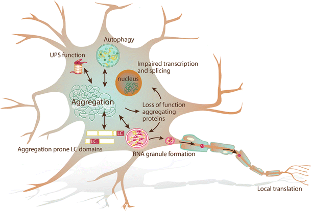 Protein aggregation in amyotrophic lateral sclerosis | SpringerLink