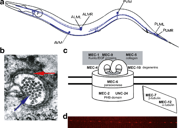 Touch sensitivity in Caenorhabditis elegans | SpringerLink