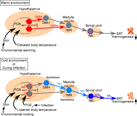Central regulation of brown adipose tissue thermogenesis and energy ...