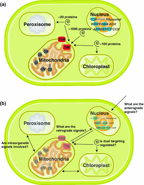How do plants make mitochondria? SpringerLink