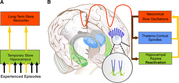System consolidation of memory during sleep | SpringerLink