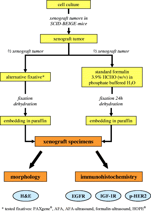 Systematic comparison of tissue fixation with alternative fixatives to