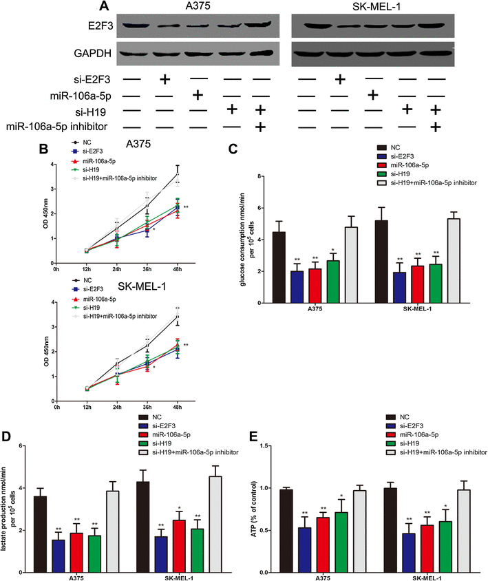 Long non-coding RNA H19 promotes glucose metabolism and 
