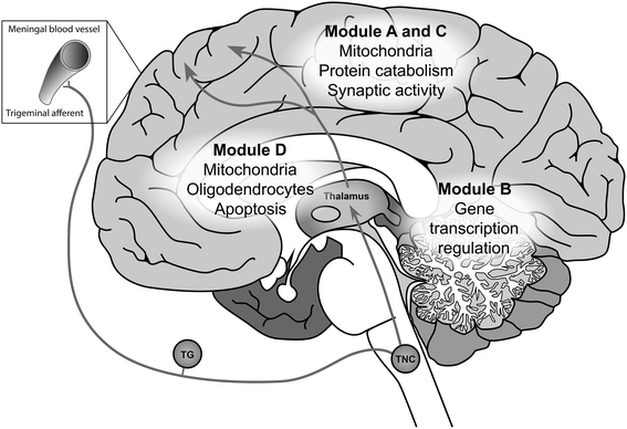 Gene co-expression analysis identifies brain regions and ...