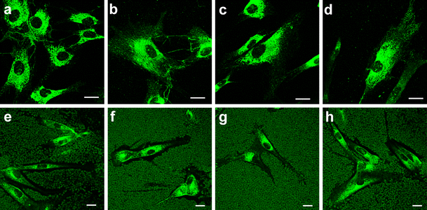 Hydrolyzed eggshell membrane immobilized on phosphorylcholine polymer ...