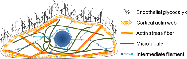body fluid compartments vascular endothelium body fluid compartments vascular endothelium