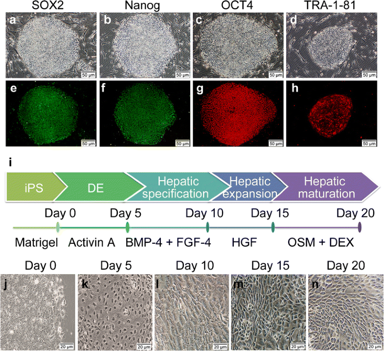 Differentiation of hepatocytes from induced pluripotent stem cells ...
