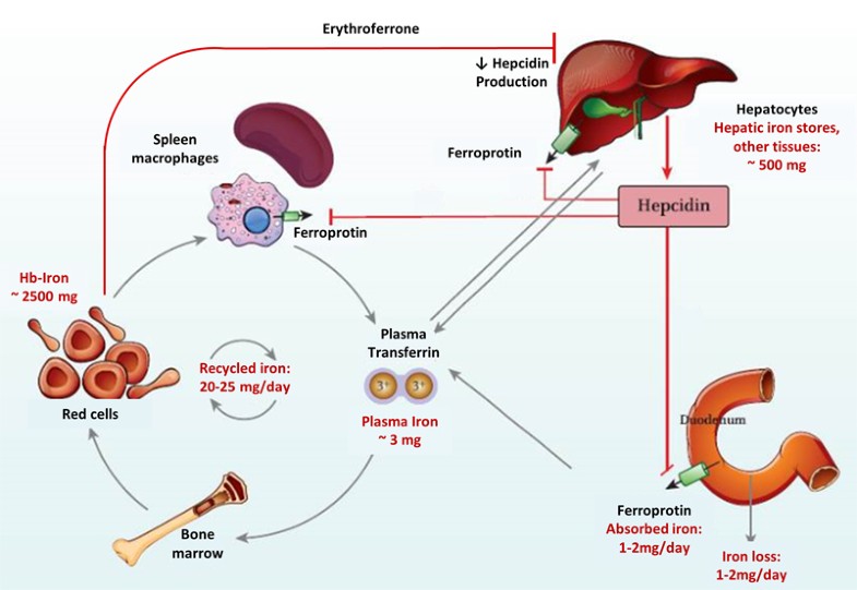 Iron metabolism and iron supplementation in cancer patients | SpringerLink