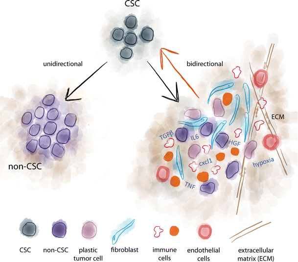 Tumor Cell Plasticity: The Challenge To Catch A Moving Target ...