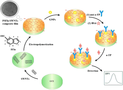 An electrochemical immunosensor for the tumor marker α ...