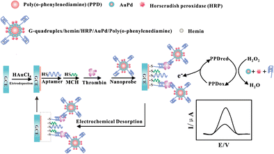 A voltammetric aptamer-based thrombin biosensor exploiting signal ...