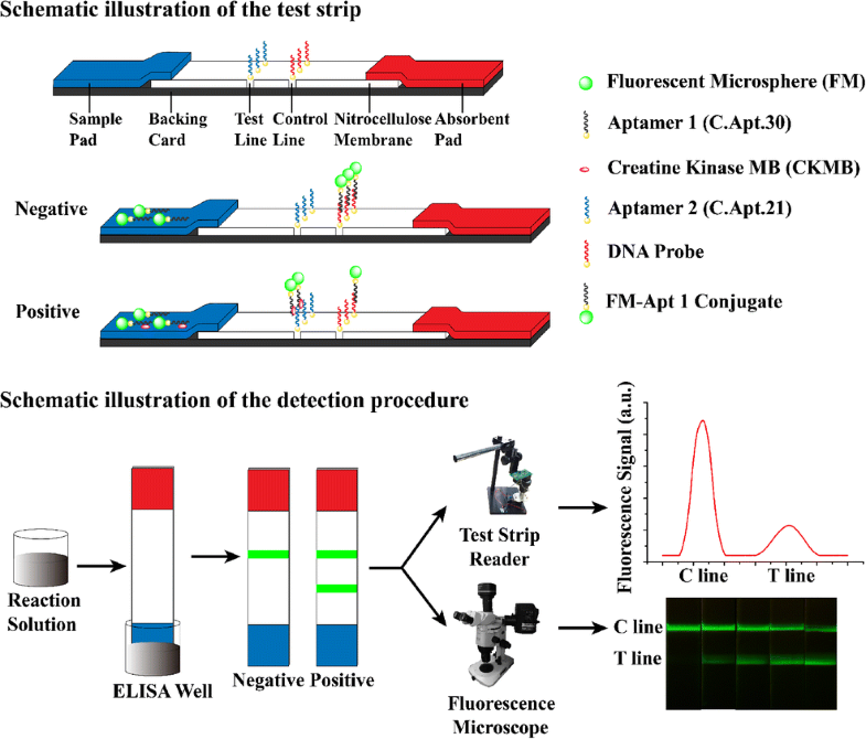 Aptamerbased fluorometric lateral flow assay for creatine kinase MB