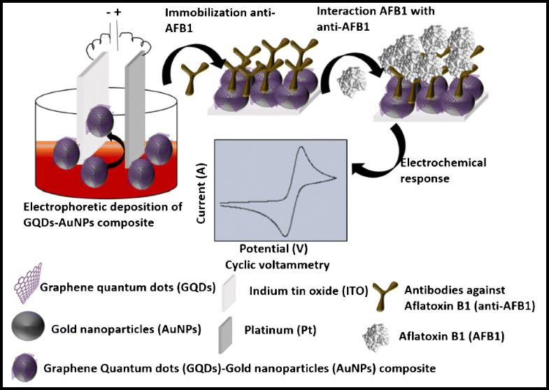 Electrochemical Aflatoxin B1 immunosensor based on the use of graphene