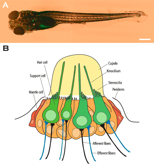 Using the Zebrafish Lateral Line to Screen for Ototoxicity SpringerLink