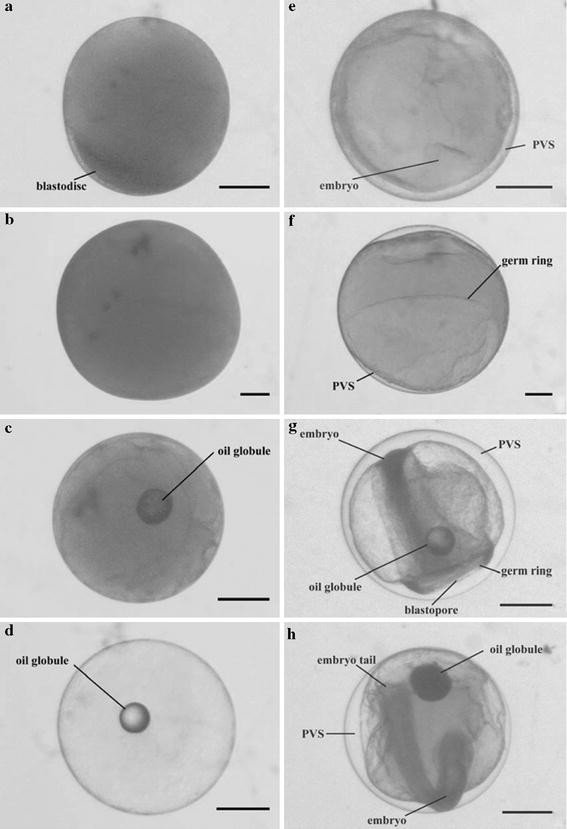 Morphology of unfertilized mature and fertilized developing marine