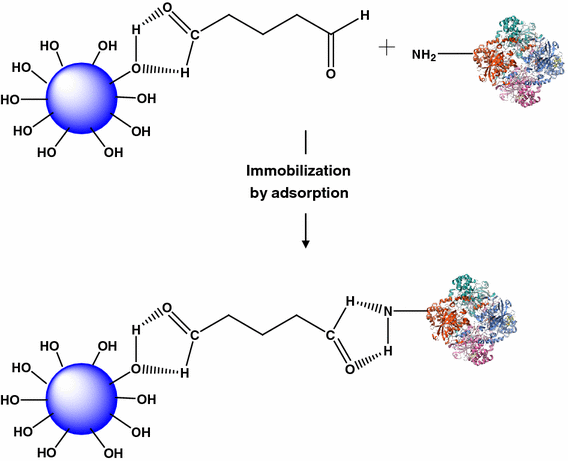 Enzyme Immobilization By Adsorption: A Review | SpringerLink