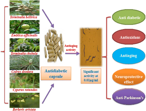 An Antidiabetic Polyherbal Phytomedicine Confers Stress