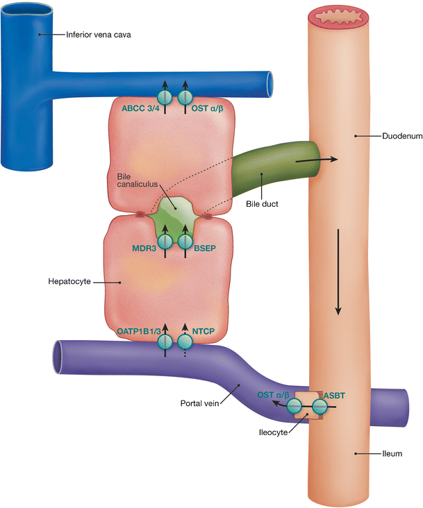NTCP deficiency and persistently raised bile salts an adult case