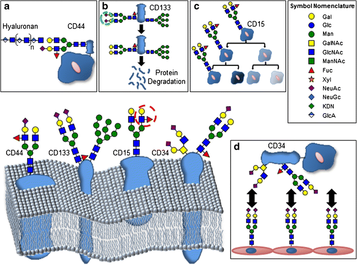 Cancer stem cell marker glycosylation: Nature, function and ...