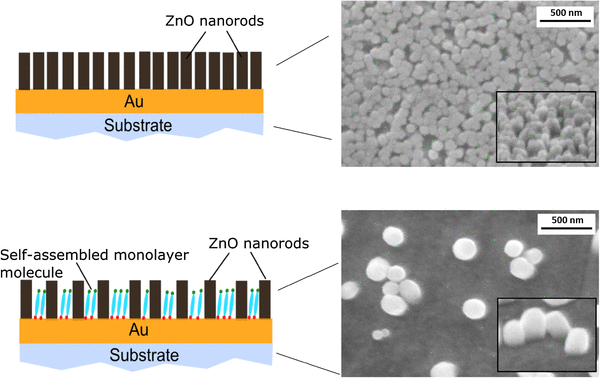 Controlled growth of ZnO nanorods via self-assembled monolayer ...