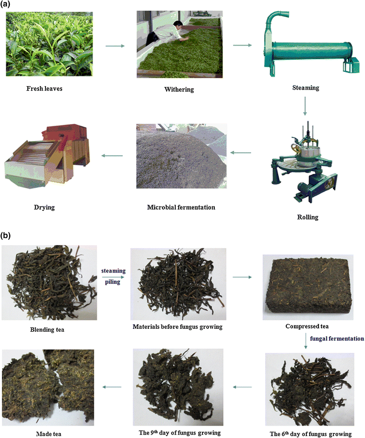 Brick dark tea a review of the manufacture, chemical constituents and