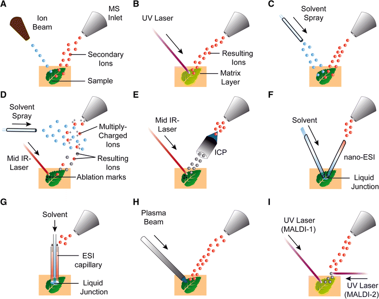 Mass spectrometry imaging for plant biology a review SpringerLink
