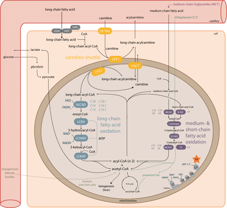 Disorders of mitochondrial long-chain fatty acid oxidation and the ...