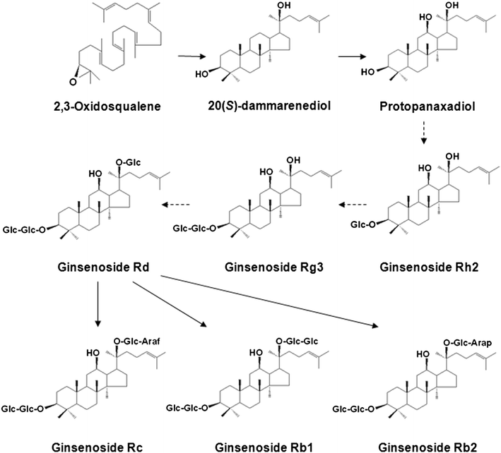 Stimulation Of Rg3 Ginsenoside Biosynthesis In Ginseng Hairy Roots Elicited By Methyl Jasmonate