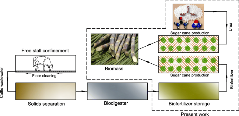 Biofertilizer Replace Urea as a Source of Nitrogen for Sugarcane ...