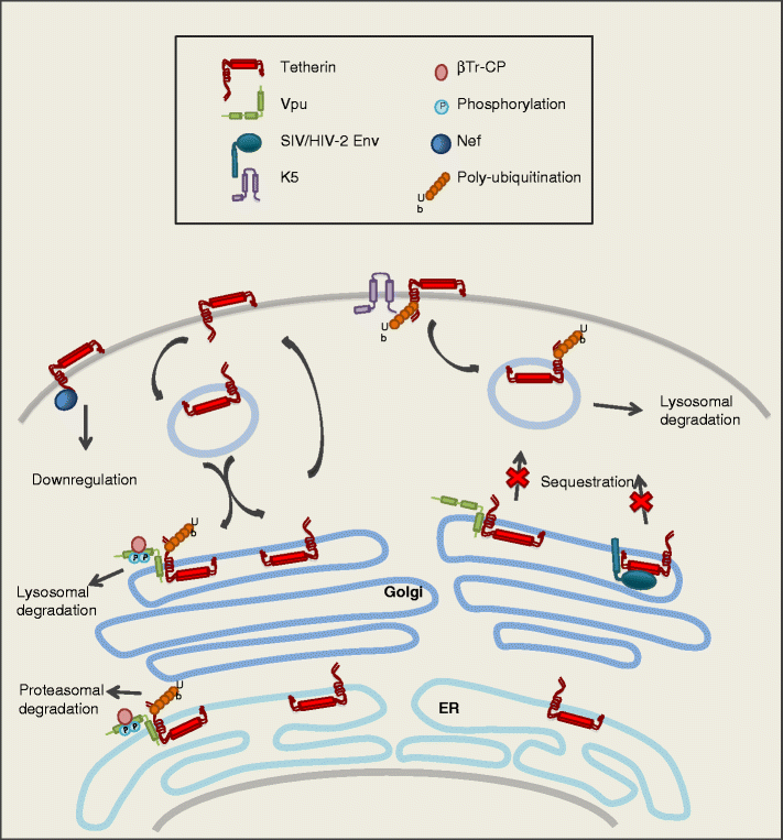 Tetherin and Its Viral Antagonists | SpringerLink