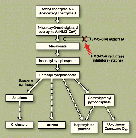 Coenzyme Q10 and Statin Myalgia What is the Evidence? SpringerLink