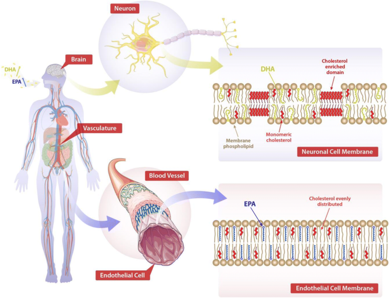 New Insights into Mechanisms of Action for Omega3 Fatty Acids in