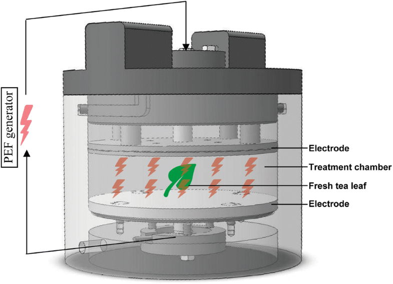 Pulsed Electric Field as an Alternative Pretreatment for Drying to