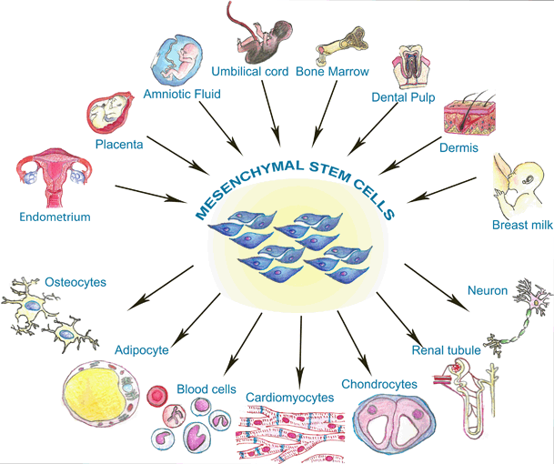 adult mesenchymal stem cells adult mesenchymal stem cells