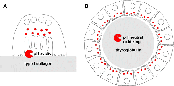 Drag the labels onto the diagram to identify the steps in complex endocrine pathways.