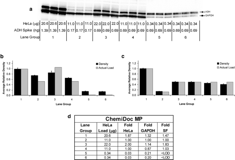 western blot band intensity quantification western blot band intensity quantification