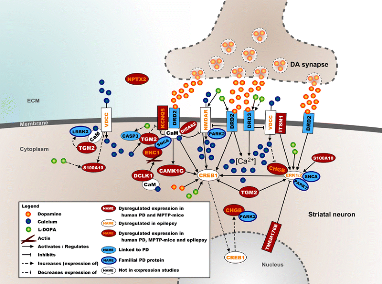 Validity of the MPTPTreated Mouse as a Model for Parkinson’s Disease