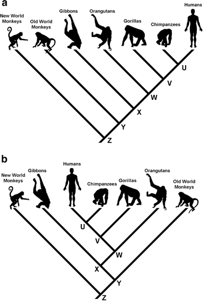 3 types of evolutionary trees