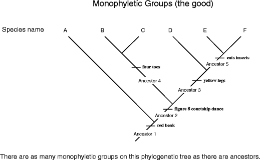 How To Read Phylogenetic Trees