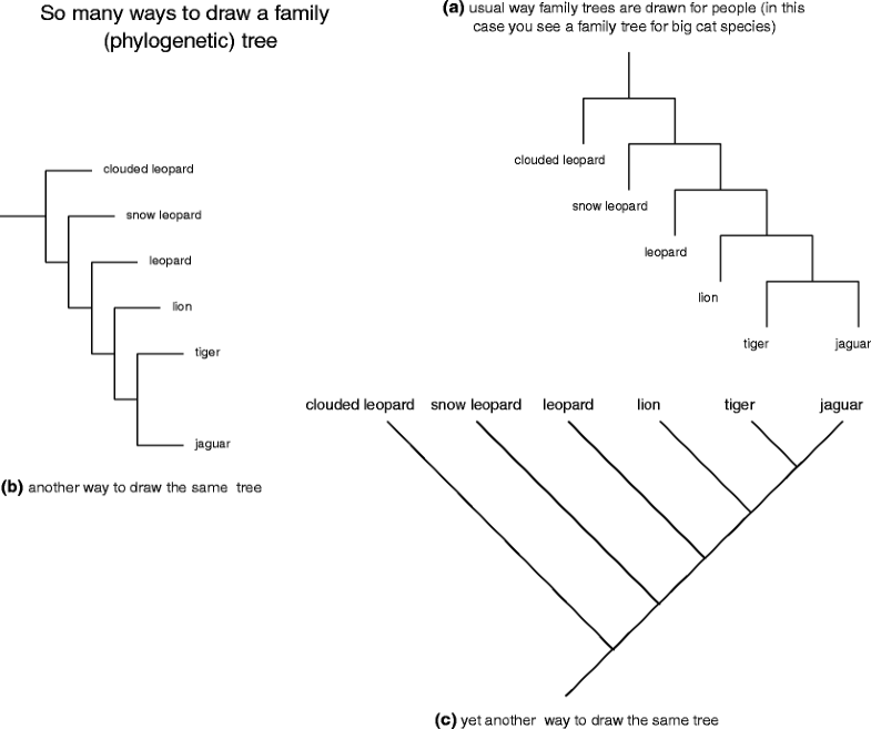 importance of phylogenetic tree in bioinformatics