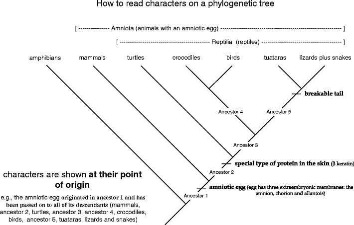 what is meant by phylogenetic tree