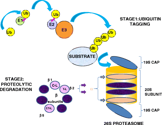 Proteasome inhibitors in cancer therapy SpringerLink