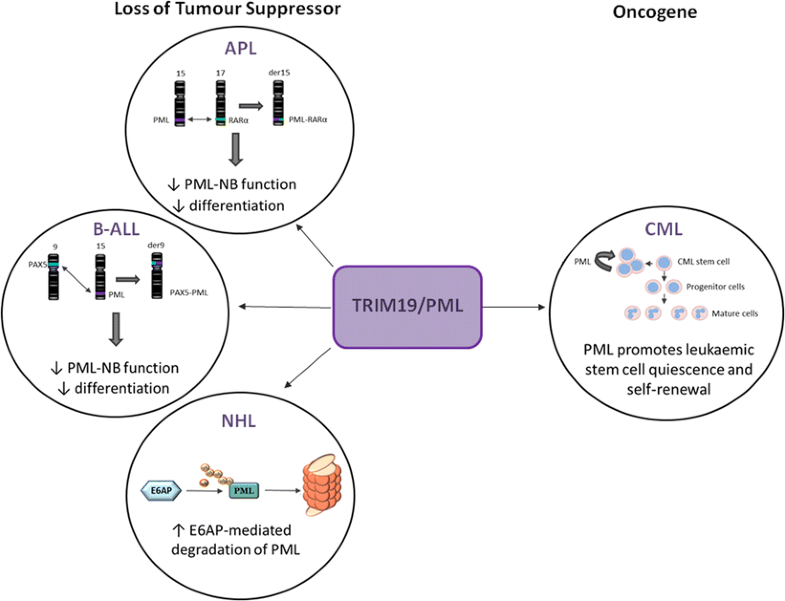 TRIM proteins in blood cancers SpringerLink