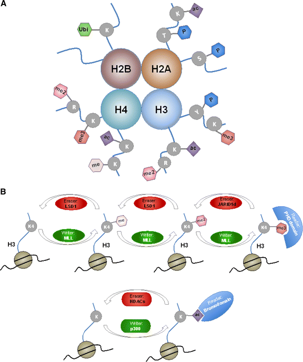 Histone-modifying enzymes: their role in the pathogenesis of acute ...