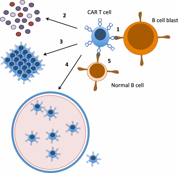 Biology And Clinical Application Of CAR T Cells For B Cell Malignancies ...