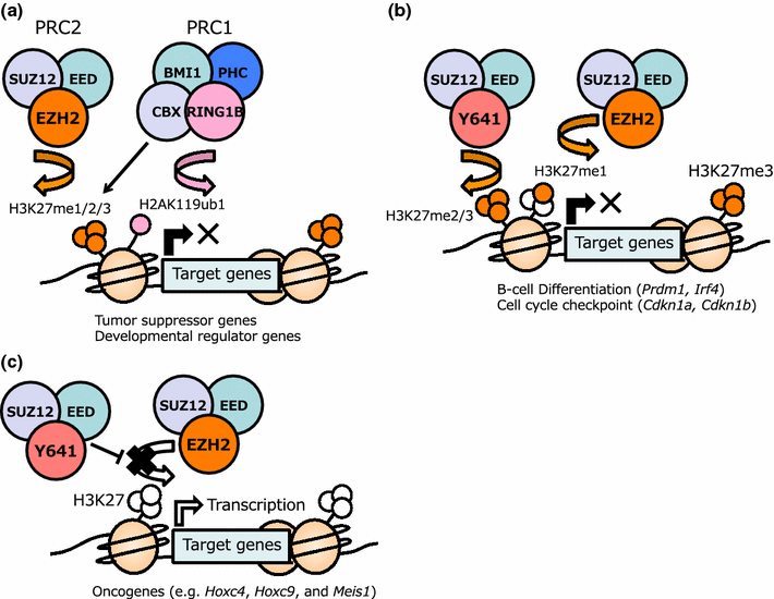 Multifaceted role of the polycomb-group gene EZH2 in hematological ...