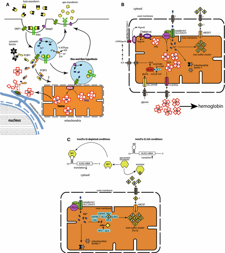 Iron metabolism in erythroid cells and patients with ...